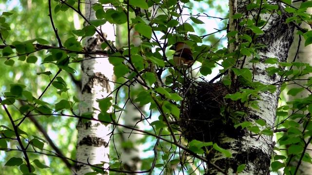 Дубоносы строят гнездо смотреть онлайн