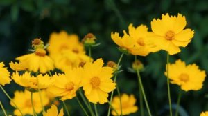 Летние запахи в полевых цветах | Футажи красивая природа [FullHD]