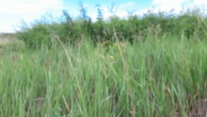 #20_kg_monet_kajdomy.   Складень 18 века. Коп с MINELAB E-TRAC