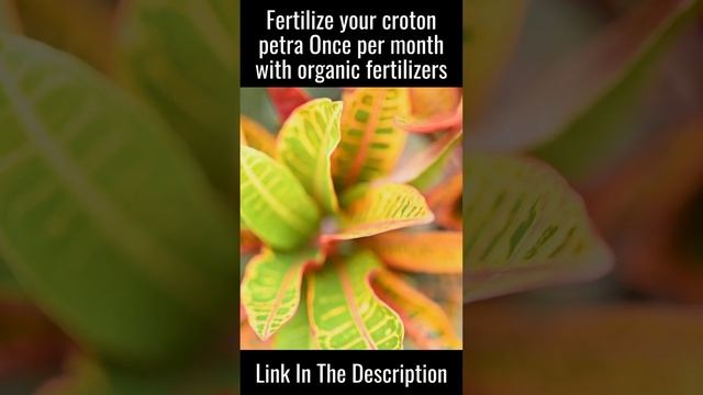 How to Grow Croton Petra Plants At Home | Essential Care Tips #shorts