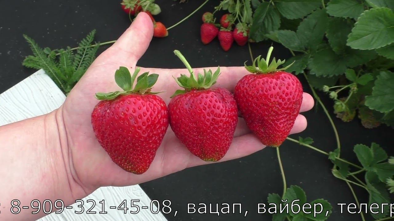 КОРИ ранний сорт клубники смотреть онлайн