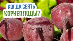 Сроки посадки корнеплодов весной. Лунный календарь садовода и огородника на май 2022