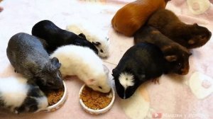 Подселение новой морской свинки. Сселение новой морской свинки. Знакомство с новой морской свинкой.