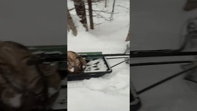 Вписался в дерево,мотобуксировщик мужик.