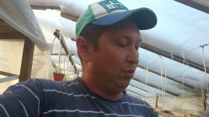 Борная кислота во время цветения клубники. Очень важный микроэлемент.