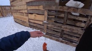 КАК УЗНАТЬ ПОЛ ГУСЕЙ? ГУСЬ ИЛИ ГУСЫНЯ? ВЕС ГУСЕЙ В 5 МЕСЯЦЕВ.