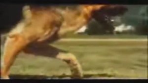 German Shepherd Dog gaiting in slow motion