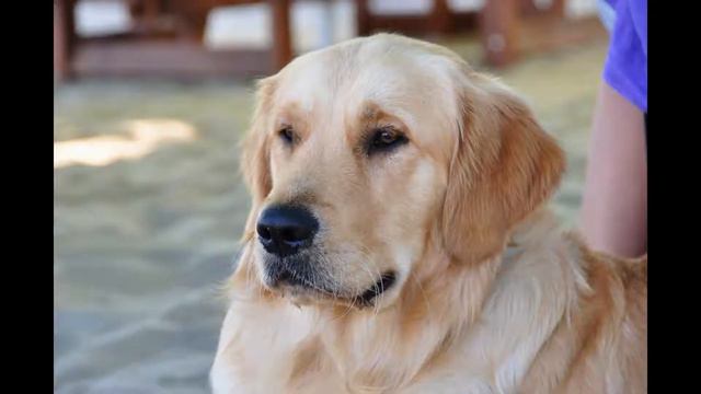 Золотистый ретривер. Golden Retriever.