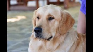 Золотистый ретривер. Golden retriever.