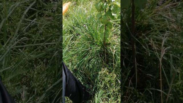 работа в саду. пробуем спастись от зайца.