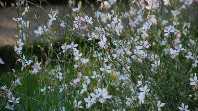 Tuto Jardin: Gaura Lindheimeri: Photos De Fleurs Et De Plantes Vivaces
