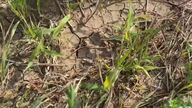 Гербицид Центур 0,4 л/га + прилипатель Лигнум 0,1 л/га. Культура Лён. смотреть онлайн