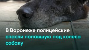 В Воронеже полицейские спасли попавшую под колеса собаку