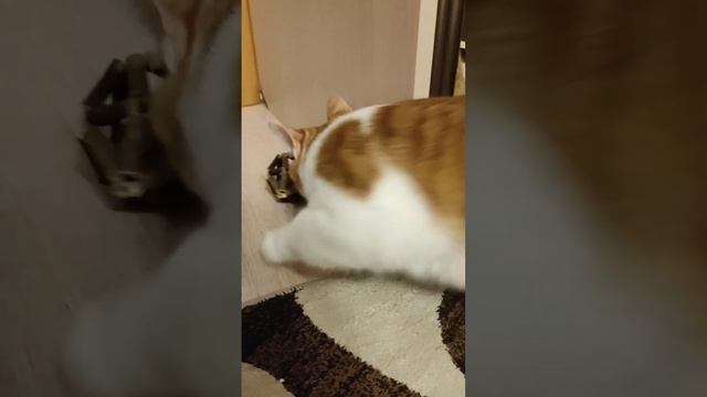 ЧЕМ занять КОТА? Кот В ВОСТОРГЕ от этой игрушки! МАТАТАБИ с мятой - весело и полезно. смотреть онлайн