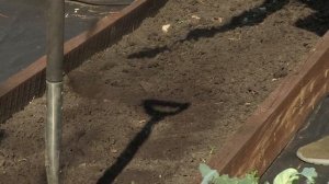 Пересадка рассады капусты на грядку: как подготовить почву?