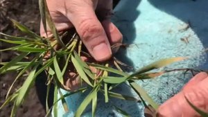 Немчиновская 57