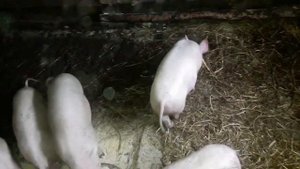 Вес поросёнка в 3 месяца под новый 2020 год