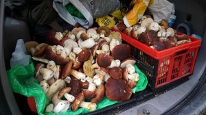 Зашел в лес и не смог выйти - БЕЛЫЕ ГРИБЫ НЕ ОТПУСКАЛИ! Полная корзина боровиков и пакет за 2 часа!