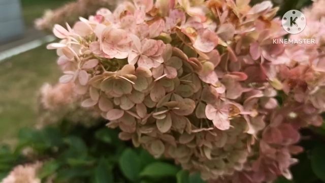 Мама?отл?ка.Гуляют и фоткают бомжей,в лифте запах от неуспевших добежать до туалета.Куда попала ЕП? смотреть онлайн