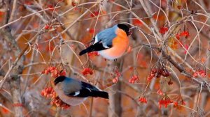 Игорь Слуцкий -  Калина красная (Авт. муз. клипа Виктор)