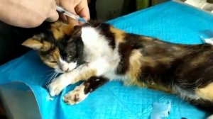 Выводим кошку из глубокого наркоза после стерилизации