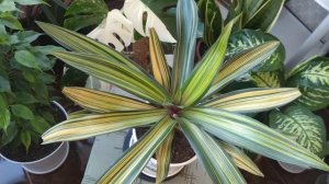 Традесканция. Рео Виттата(Рэо). Солнечное яркое растение на зимнем подоконнике. Правильный уход.