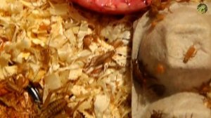 Сверчок домовой Acheta domesticus