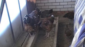 Зимнее содержание кур в теплице.Ещё один мобильный вариант.