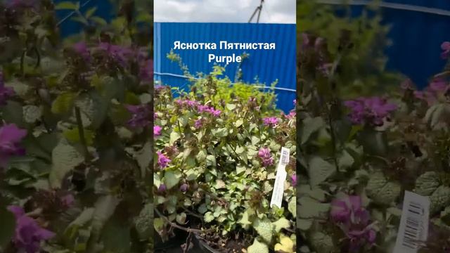 Яснотка Пятнистая Purple смотреть онлайн