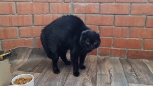 Комедия "Как собака с котом дружила!". Смотреть всем!