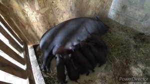 СКРЕЩИВАНИЕ ДИКОГО КАБАНА И ВЬЕТНАМСКОЙ ВИСЛОБРЮХОЙ СВИНЬИ, РЕЗУЛЬТАТ НА ЛИЦО.