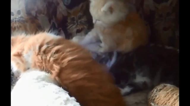 Мейн кун сюжеты из жизни