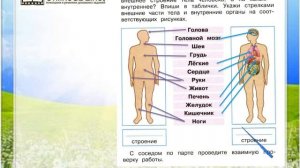 Задание 1 Строение тела человека - Окружающий мир 2 класс (Плешаков А.А.) 2 часть