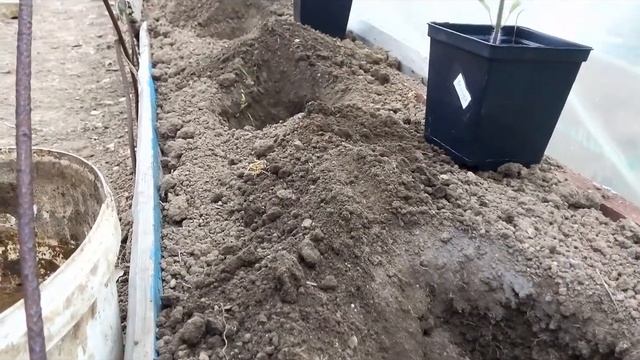 Посадка высокорослых помидор ФЕНДА и БИГ БИФ смотреть онлайн