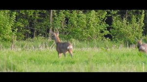 300 WM vs Roebuck - distance 310m -  #300winmag - 300 Win Mag