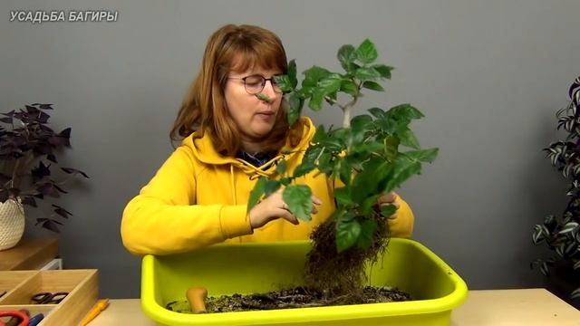 Бонсай из гибискуса (ч.6). смотреть онлайн