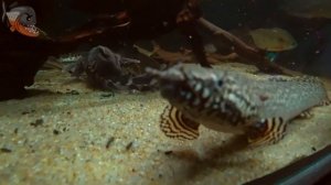 Мраморный бишир или полиптерус орнатипинис (Polypterus ornatipinnis) описание, содержание и уход