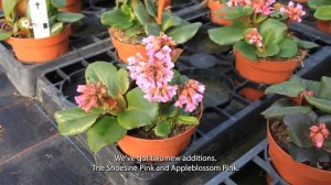 Bergenia series Shoeshine - Syngenta Flowers