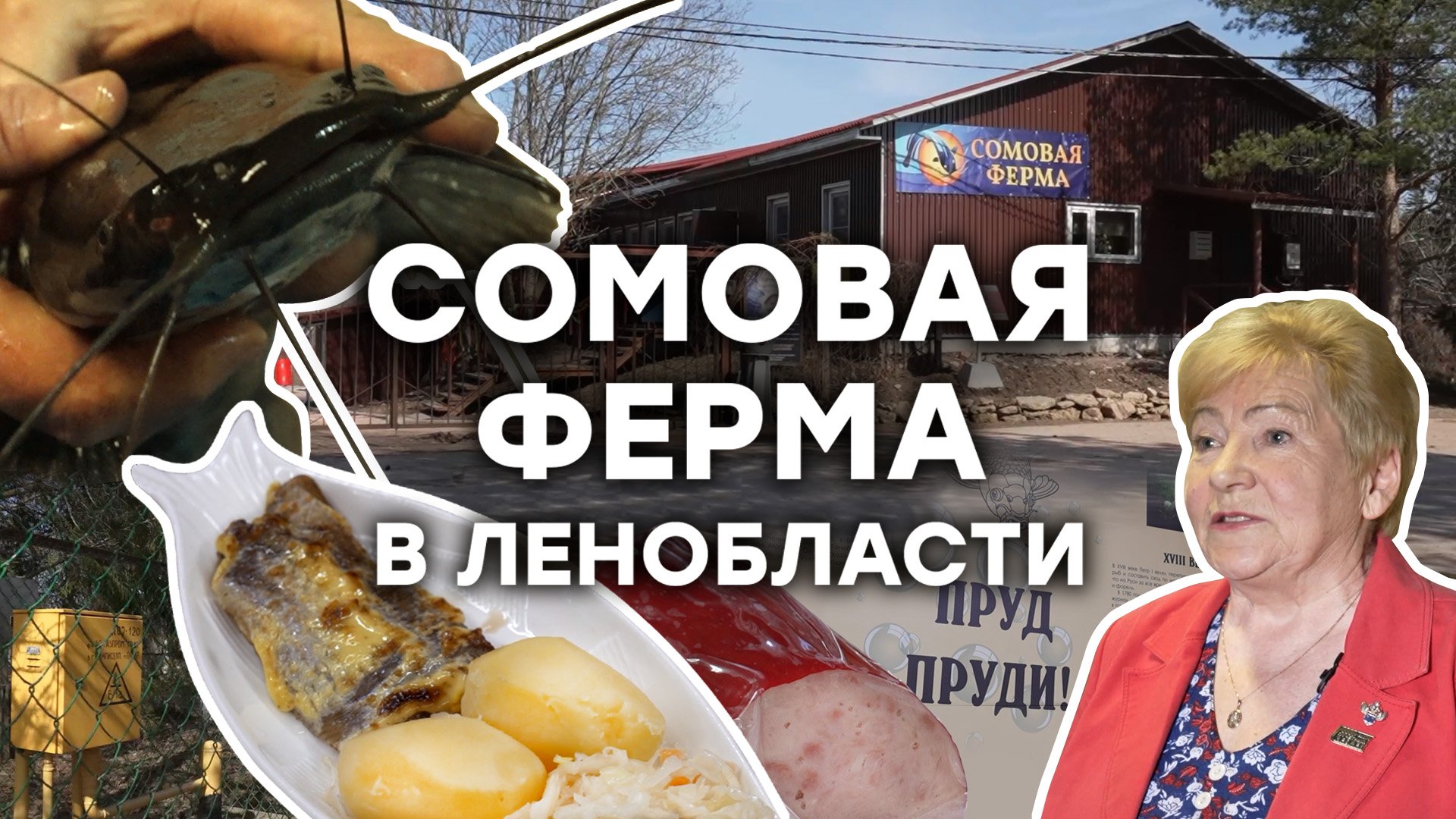 Сомовая ферма. Клариевый африканский мраморный сом. Африканский сом ферма. Ферма клариевого сома. Сомовая ферма.