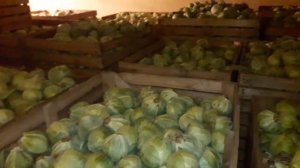 Хранение белокочанной капусты. Storage of white cabbage.