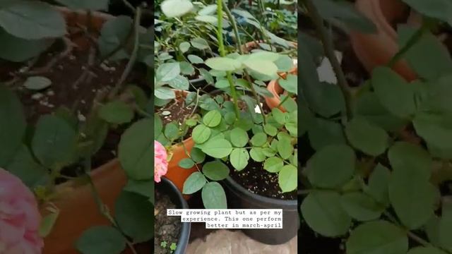 Thomas A becket #davidaustinrose #davidaustin#roses #gardening #indiangardening#foryou смотреть онлайн