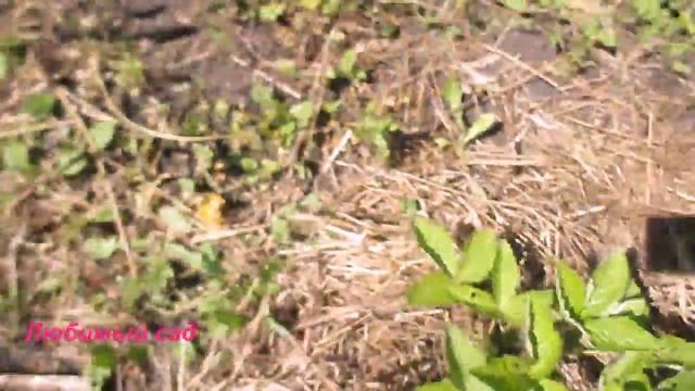 Земляника. Выращивание земляники на грядке смотреть онлайн