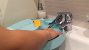 Тоша купается. Волнистый попугай играет в воде. Волнистик в ванной. Пушистик он-лайф.
