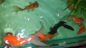 Мои ситцевые телескопы ( золотые рыбки )