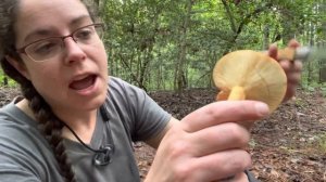 How to find the fish milky cap mushroom, Lactifluus volemus