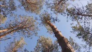 Амурская область. Архара.