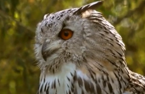 Сова идеальный охотник.mp4