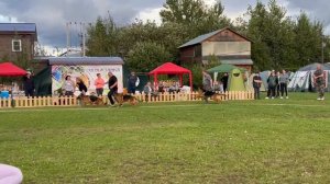 Рабочие суки ст от Леси Воробьевой / Моно немецких овчарок ранга ПК БРОННИЦЫ 10 августа 2024