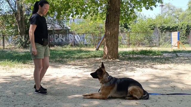 Видео от Дрессировка собак г.Таганрог. Баларис Умбра-Джемма