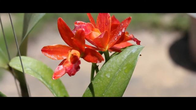 Cattleya mini CAM, cam đâu thấy đỏ chét. смотреть онлайн